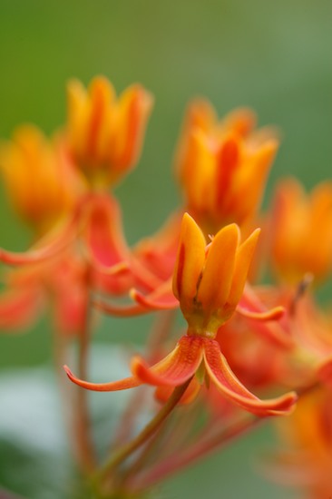 Abstract;Abstractions;Bloom;Blooming;Blossom;Botanical;Colorful;Flower;Flowering;Flowers;Garden;Green;Jamestown;Natural;Nature;Orange;Outdoor;Patterns;Petal;Plants;Pogue Creek;Shapes;Tennessee;Vegetation