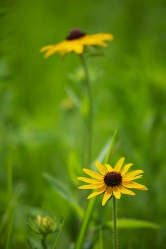 Brown;Stamen;Black-eyed Susan;Flowering;Rudbeckia hirta;Petals;Bloom;Blossom;Canton;Emiquon Preserve;Petal;Illinois;Yellow;Flower;Floret;Floweret;Prairie;Pistil;Grass;Green;Flowers;Blossoms