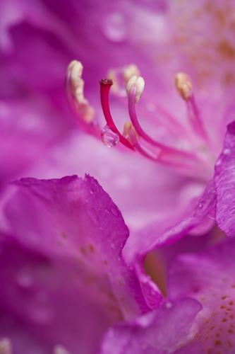 Bloom;Blooming;Blossom;Blossoms;Botanical;Calm;Colorful;Floral;Floweret;Flowering;Flowers;Healing;Health care;Healthcare;Herb;Natural;Nature;Outdoor;Petal;Photojournalism;Pistil;Rhododendron;Stamen;Stem;bloom;color;flora;floral;flower;garden;peaceful;plants;restful;serene;soothing;tranquil;vegetation