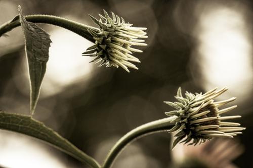Bloom;Blossom;Blossoms;Echinacea purpurea;Floret;Floweret;Flowering;Flowers;Illinois;Merwin Preserve at Spunky Bottoms;Mount Sterling;Petal;Petals;Pistil;Purple Coneflower;Stamen;United States;bloom;flora;floral;flower;plants