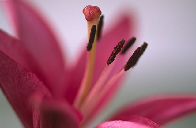 Flower;Blooming;Blossom;Bloom;Plants;Flowering;Botanical;Nature;Petal;Garden;Colorful;Outdoor;Vegetation;Natural;Floral;Herb;Flowers;Stamen;Pistil;Stem;Abstract;Abstractions;Patterns;Shapes;Textures