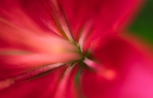 Flower;Blooming;Blossom;Bloom;Plants;Flowering;Botanical;Nature;Petal;Garden;Colorful;Outdoor;Vegetation;Natural;Floral;Herb;Flowers;Stamen;Pistil;Stem;Abstract;Abstractions;Patterns;Shapes;Textures