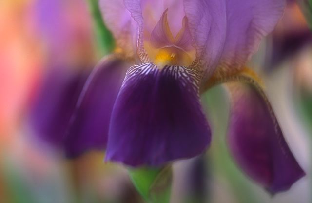 Flower;Blooming;Blossom;Bloom;Plants;Flowering;Botanical;Nature;Petal;Garden;Colorful;Outdoor;Vegetation;Natural;Floral;Herb;Flowers;Stamen;Pistil;Stem;Abstract;Abstractions;Patterns;Shapes;Textures