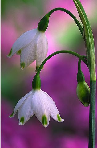 Flower;Blooming;Blossom;Bloom;Plants;Flowering;Botanical;Nature;Petal;Garden;Colorful;Outdoor;Vegetation;Natural;Floral;Herb;Flowers;Stamen;Pistil;Stem;Abstract;Abstractions;Patterns;Shapes;Textures