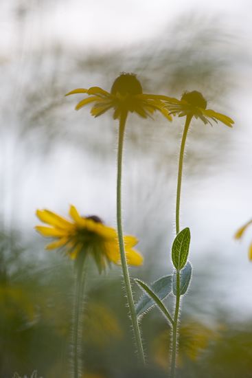 Tennessee;Columbia;Henry Horton;Floret;Floweret;Stamen;Pistel;Petals;Petal;Blossoms;Blossom;Bloom;Flowers;Flower