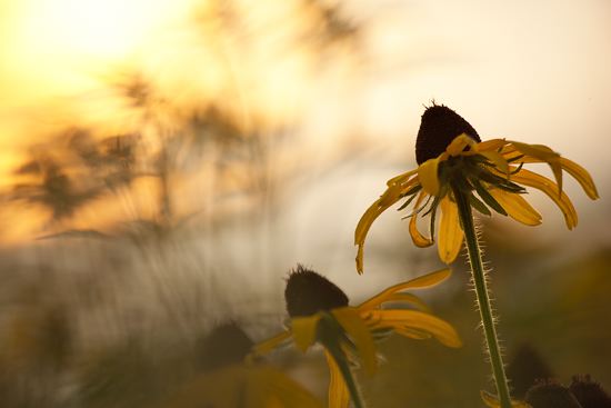Tennessee;Columbia;Henry Horton;Floret;Floweret;Stamen;Pistel;Petals;Petal;Blossoms;Blossom;Bloom;Flowers;Flower