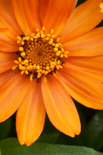 Bloom;Blossom;Blossoms;Floret;Flower;Floweret;Flowers;Green;Orange;Petal;Petals;Pistel;Stamen;Yellow