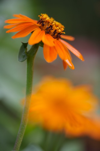 Bloom;Blossom;Blossoms;Floret;Flower;Floweret;Flowers;Green;Orange;Petal;Petals;Pistel;Stamen;Yellow