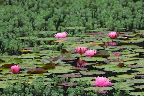 Bloom;Blossom;Blossoms;Floret;Flower;Floweret;Flowering;Flowers;Green;Magenta;Petal;Petals;Pink;Pistel;Stamen