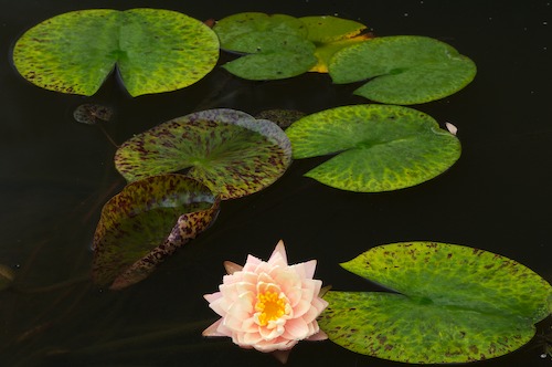 Bloom;Blossom;Blossoms;Floret;Flower;Floweret;Flowering;Flowers;Green;Petal;Petals;Pistel;Stamen;Yellow
