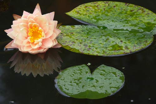 Bloom;Blossom;Blossoms;Floret;Flower;Floweret;Flowering;Flowers;Green;Petal;Petals;Pistel;Stamen;Yellow