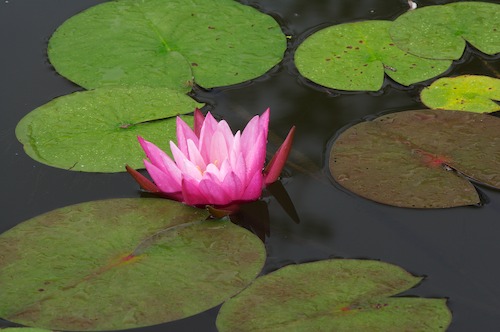 Bloom;Blossom;Blossoms;Floret;Flower;Floweret;Flowering;Flowers;Green;Magenta;Petal;Petals;Pink;Pistel;Stamen