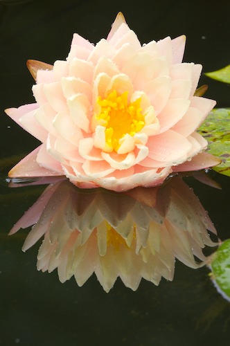 Bloom;Blossom;Blossoms;Floret;Flower;Floweret;Flowering;Flowers;Petal;Petals;Pistel;Stamen;Yellow