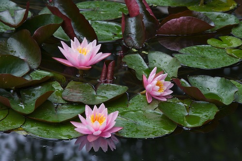 Bloom;Blossom;Blossoms;Damp;Dew;Dewy;Drop;Droplet;Floret;Flower;Floweret;Flowering;Flowers;Green;Magenta;Moisture;Petal;Petals;Pink;Pistel;Rain;Stamen;Water;Wet
