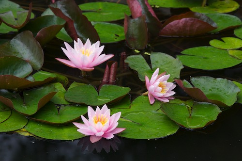 Bloom;Blossom;Blossoms;Damp;Dew;Dewy;Drop;Droplet;Floret;Flower;Floweret;Flowering;Flowers;Green;Magenta;Moisture;Petal;Petals;Pink;Pistel;Rain;Stamen;Water;Wet