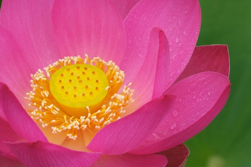 Bloom;Blossom;Blossoms;Floret;Flower;Floweret;Flowering;Flowers;Green;Petal;Petals;Pink;Pistel;Stamen;Yellow