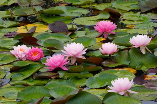 Bloom;Blossom;Blossoms;Floret;Flower;Floweret;Flowering;Flowers;Green;Magenta;Petal;Petals;Pink;Pistel;Stamen