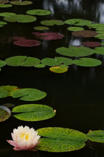 Bloom;Blossom;Blossoms;Floret;Flower;Floweret;Flowering;Flowers;Green;Petal;Petals;Pistel;Stamen;Yellow