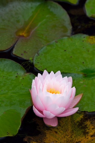 Bloom;Blossom;Blossoms;Floret;Flower;Floweret;Flowering;Flowers;Green;Magenta;Petal;Petals;Pink;Pistel;Stamen;Yellow