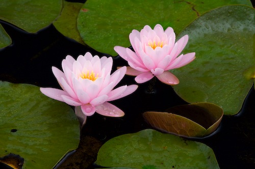 Bloom;Blossom;Blossoms;Floret;Flower;Floweret;Flowering;Flowers;Green;Magenta;Petal;Petals;Pink;Pistel;Stamen