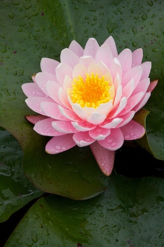 Bloom;Blossom;Blossoms;Floret;Flower;Floweret;Flowering;Flowers;Green;Magenta;Petal;Petals;Pink;Pistel;Stamen;Yellow