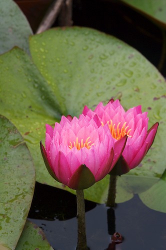 Bloom;Blossom;Blossoms;Floret;Flower;Floweret;Flowering;Flowers;Green;Magenta;Petal;Petals;Pink;Pistel;Stamen