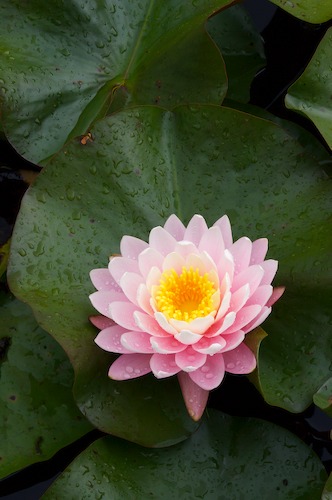 Bloom;Blossom;Blossoms;Floret;Flower;Floweret;Flowering;Flowers;Green;Magenta;Petal;Petals;Pink;Pistel;Stamen;Yellow