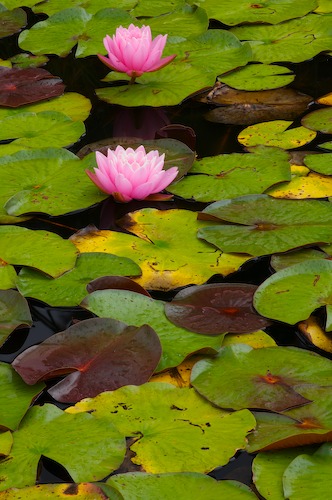 Bloom;Blossom;Blossoms;Floret;Flower;Floweret;Flowering;Flowers;Green;Magenta;Petal;Petals;Pink;Pistel;Stamen