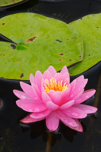 Bloom;Blossom;Blossoms;Floret;Flower;Floweret;Flowering;Flowers;Green;Magenta;Petal;Petals;Pink;Pistel;Stamen;Yellow