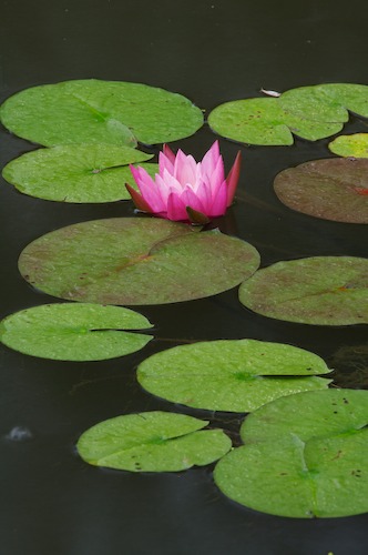 Bloom;Blossom;Blossoms;Floret;Flower;Floweret;Flowering;Flowers;Green;Magenta;Petal;Petals;Pink;Pistel;Stamen