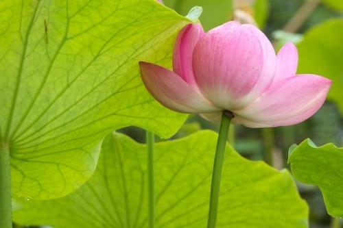 Petal;Floret;Petals;Floweret;Flower;Flowering;Bloom;Blossom;Pink;Pistil;Blossoms;Flowers;Green;Stamen