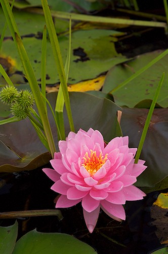 Bloom;Blossom;Blossoms;Floret;Flower;Floweret;Flowering;Flowers;Magenta;Petal;Petals;Pink;Pistel;Stamen