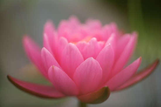 Bloom;Blossom;Blossoms;Floret;Flower;Floweret;Flowering;Flowers;Green;Magenta;Petal;Petals;Pink;Pistel;Stamen