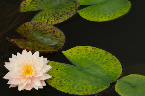 Bloom;Blossom;Blossoms;Floret;Flower;Floweret;Flowering;Flowers;Green;Petal;Petals;Pistel;Stamen