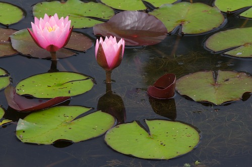 Bloom;Blossom;Blossoms;Floret;Flower;Floweret;Flowering;Flowers;Green;Petal;Petals;Pistel;Stamen