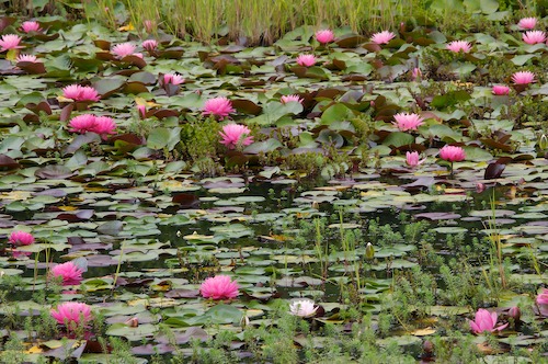 Bloom;Blossom;Blossoms;Floret;Flower;Floweret;Flowering;Flowers;Green;Magenta;Petal;Petals;Pink;Pistel;Stamen;White