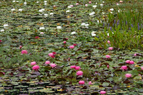 Bloom;Blossom;Blossoms;Floret;Flower;Floweret;Flowering;Flowers;Green;Magenta;Petal;Petals;Pink;Pistel;Stamen;White