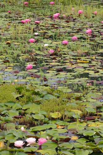 Bloom;Blossom;Blossoms;Floret;Flower;Floweret;Flowering;Flowers;Green;Magenta;Petal;Petals;Pink;Pistel;Stamen;White