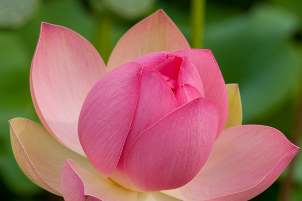 Bloom;Blossom;Blossoms;Botanical;Botanicals;Calm;Concepts;Cool Colors;Cool Palette;Cool Tones;Flora;Floral;Floret;Flower;Floweret;Flowering;Flowers;Flowers & Plants;Green;Greens;Healing;Health care;Healthcare;Minimalism;Nature;Oneness;Pastoral;Petal;Petals;Pink;Pistil;Plant;Stamen;Yellow;bloom;botanicals;color;flora;floral;flower;green;magenta;peaceful;plants;restful;serene;soothing;tranquil;zen