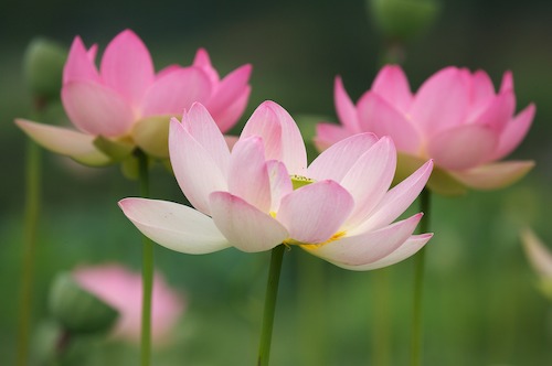 Bloom;Blossom;Blossoms;Floret;Flower;Floweret;Flowering;Flowers;Green;Magenta;Petal;Petals;Pink;Pistel;Stamen;Yellow