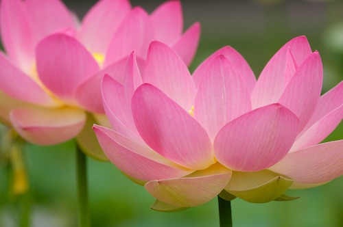 Bloom;Blossom;Blossoms;Floret;Flower;Floweret;Flowering;Flowers;Green;Magenta;Petal;Petals;Pink;Pistel;Stamen;Yellow