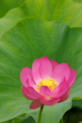 Bloom;Blossom;Blossoms;Floret;Flower;Floweret;Flowering;Flowers;Green;Magenta;Petal;Petals;Pink;Pistel;Stamen;Yellow