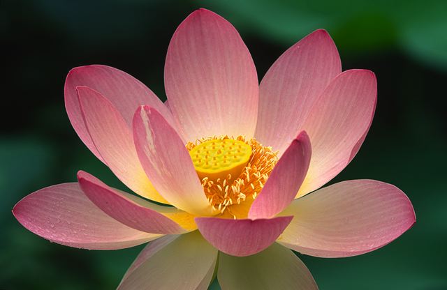 Flower;Blooming;Blossom;Bloom;Plants;Flowering;Botanical;Nature;Petal;Garden;Colorful;Outdoor;Vegetation;Natural;Floral;Herb;Flowers;Stamen;Pistil;Stem;Abstract;Abstractions;Patterns;Shapes;Textures
