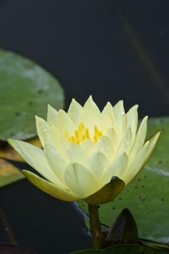 Flowers;Pistil;Bloom;lotus;Blossom;Blossoms;Petal;Flower;Floweret;Petals;Green;Floret;Stamen