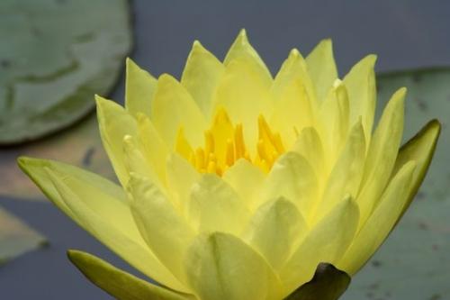 lotus;Blossom;Petals;Bloom;Floret;Blossoms;Pistil;Floweret;Petal;Stamen;Flowers;Flower