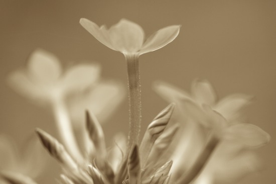 Black and White;Bloom;Blossom;Blossoms;Floret;Flower;Floweret;Flowers;Petal;Petals;Pistil;Sepia;Stamen