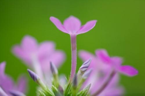 Petals;Stamen;Floret;Flower;Blossoms;Petal;Blossom;Pistil;Green;Flowers;Floweret;Bloom