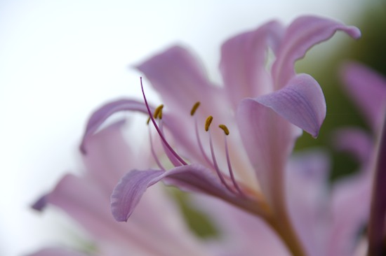 Bloom;Blooming;Blossom;Botanical;Colorful;Floral;Flower;Flowering;Flowers;Garden;Herb;Natural;Nature;Outdoor;Petal;Pistil;Plants;Stamen;Stem;Vegetation