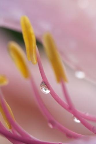 damp;Dew;Abstract;Flowers;wet;Flower;Floweret;Abstractions;drop;Petal;Stamen;Pistil;Blossom;Floret;droplet;moisture;Bloom;Patterns;Shapes;Petals;Water;Textures;Blossoms;dewy