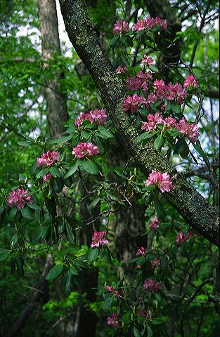 Flower;Blooming;Blossom;Bloom;Plants;Flowering;Botanical;Nature;Petal;Garden;Colorful;Outdoor;Vegetation;Natural;Floral;Herb;Flowers;Stamen;Pistil;Stem;Forest;Trees;Leaves;Leaf;Woods;Bark;Outdoors;Woodland;Tree Trunk;Bush;Shrub;Herbaceous;Branch;Branches;Leafy;Trunk;Plant